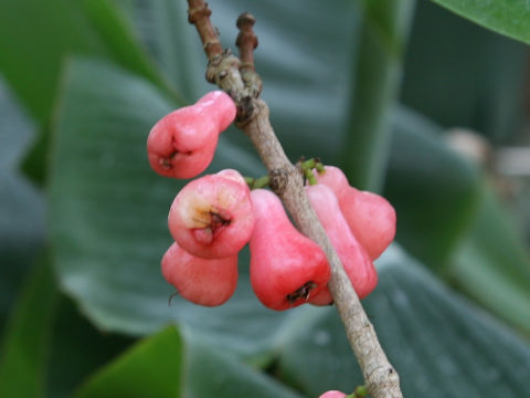 Syzygium samarangense