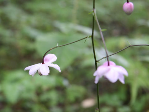 Anemonopsis macrophylla