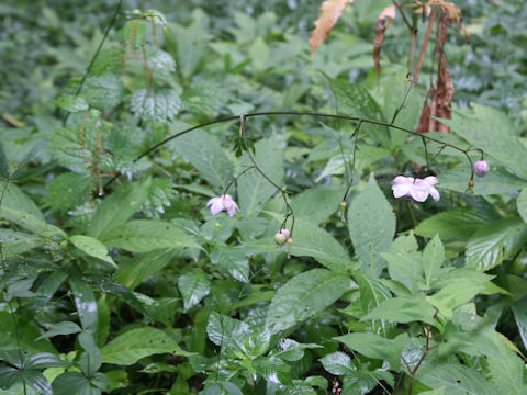 Anemonopsis macrophylla