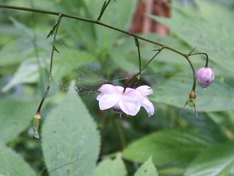Anemonopsis macrophylla