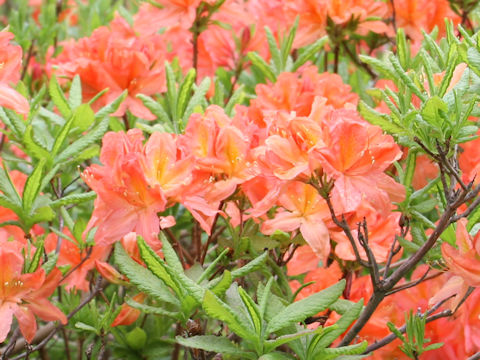 Rhododendron japonicum