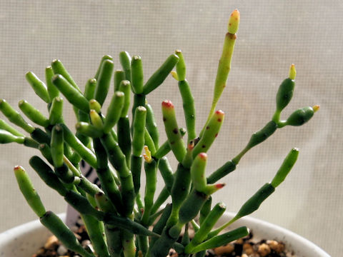 Rhipsalis cassutha