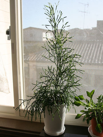Rhipsalis cassutha