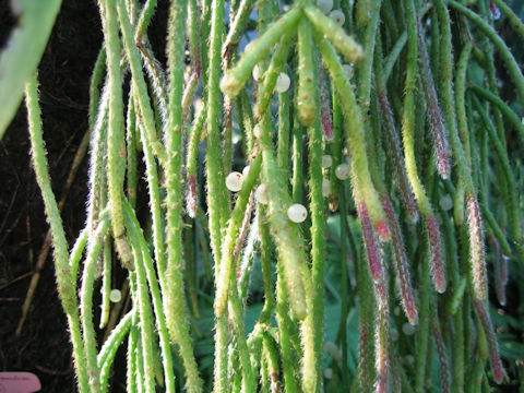 Rhipsalis pilocarpa