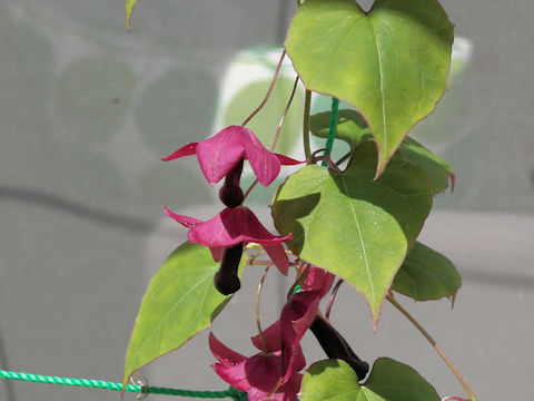 Rhodochiton atrosanguineus 'Rhodos'