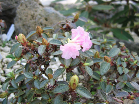 Rhododendron cephalanthum