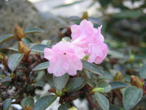 Rhododendron cephalanthum