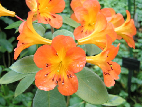 Rhododendron christianae