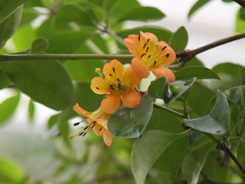 Rhododendron christianae