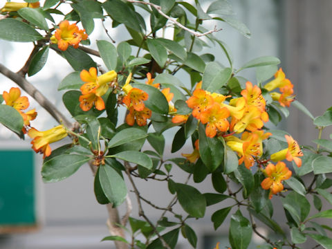 Rhododendron christianae