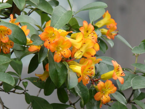 Rhododendron christianae