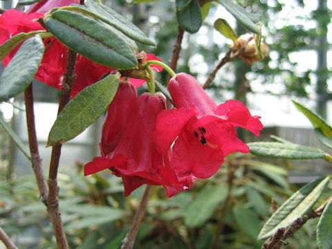 Rhododendron floccigerum