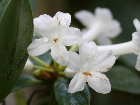 Rhododendron loranthiflorum