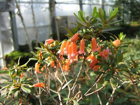 Rhododendron quadrasianum