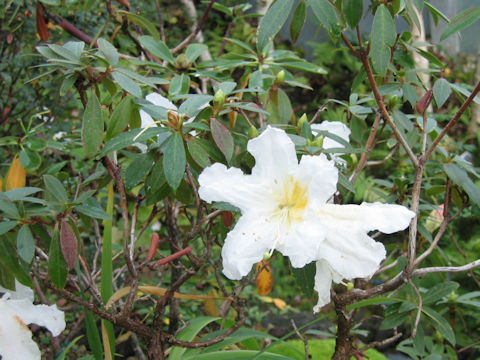 Rhododendron scottianum