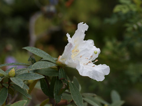 Rhododendron scottianum