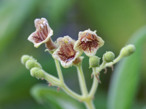 Rhytidophyllum tomentosum