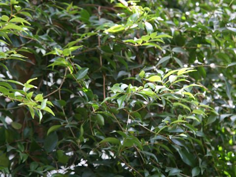 Syzygium luehmannii