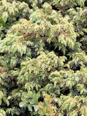 Juniperus communis var. saxatilis 