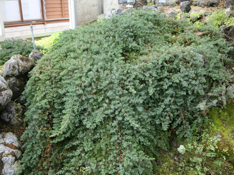 Juniperus communis var. saxatilis 