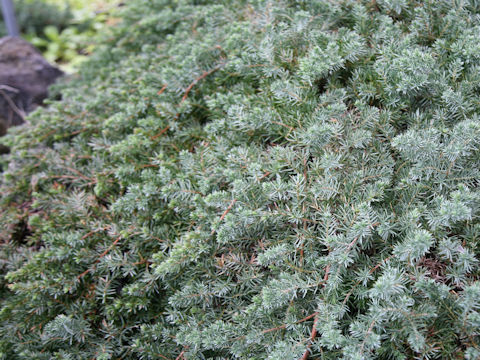 Juniperus communis var. saxatilis 