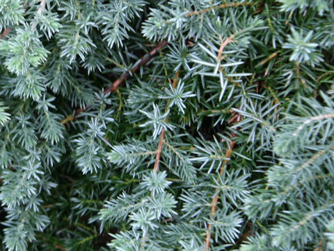 Juniperus communis var. saxatilis 