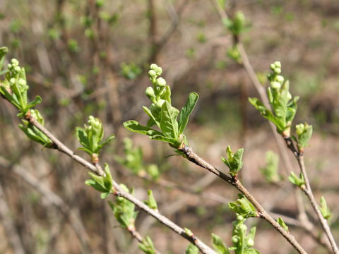 Exochorda racemosa