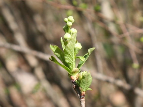 Exochorda racemosa