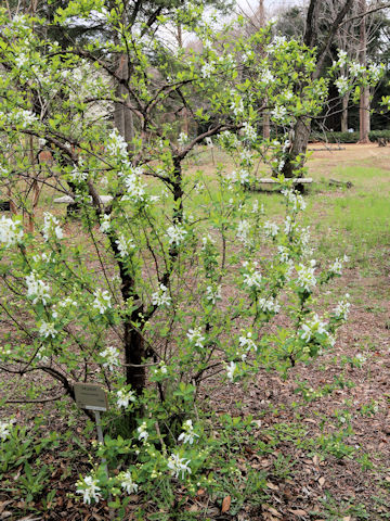 Exochorda racemosa