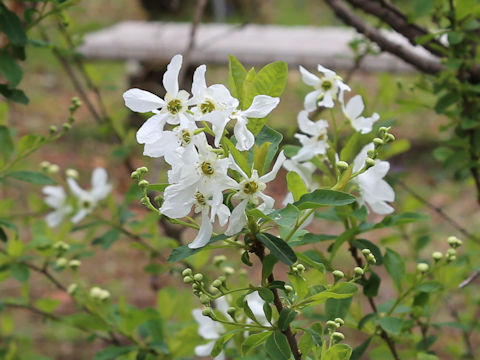 Exochorda racemosa