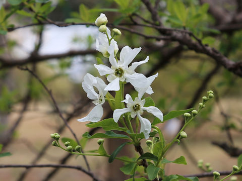 Exochorda racemosa