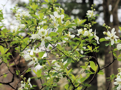 Exochorda racemosa