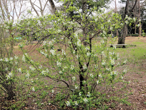 Exochorda racemosa