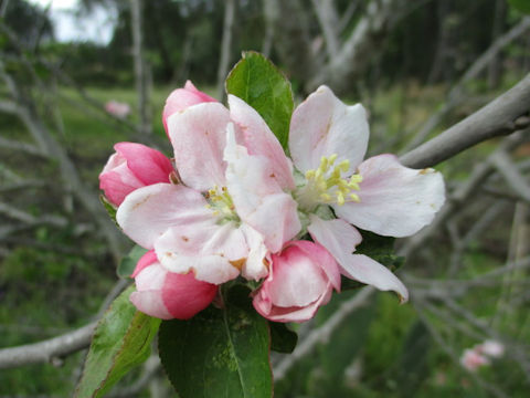 Malus domestica