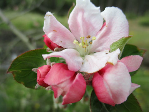 Malus domestica