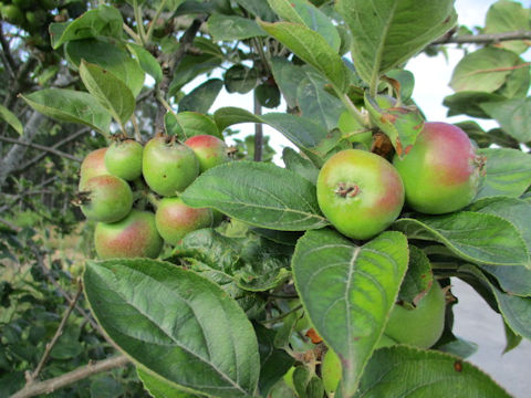 Malus domestica