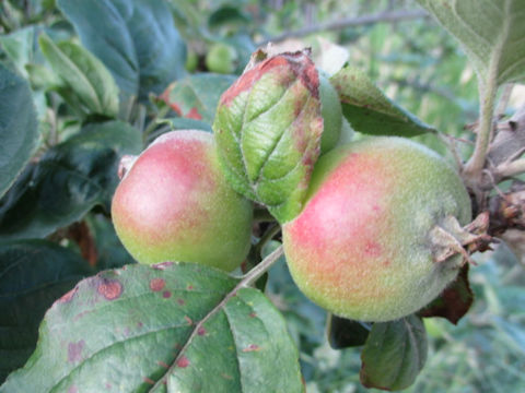 Malus domestica