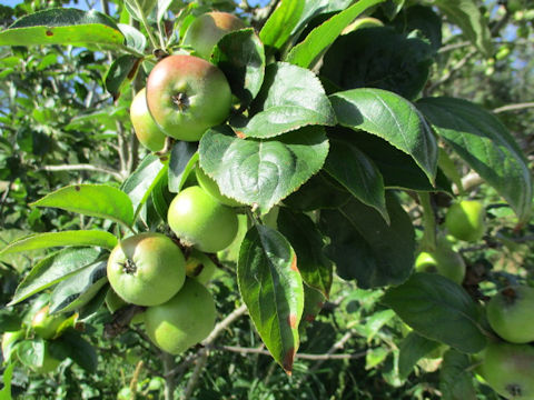 Malus domestica