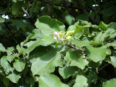 Malus domestica