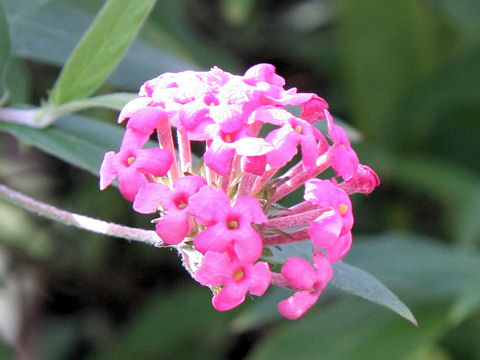 Rondeletia leucophylla