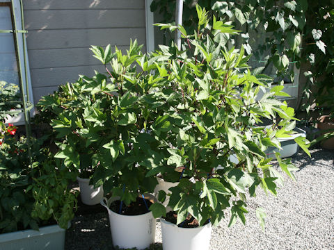 Hibiscus sabdariffa