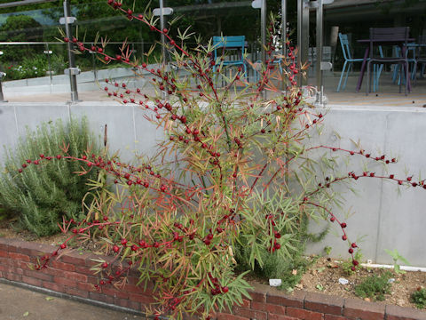 Hibiscus sabdariffa