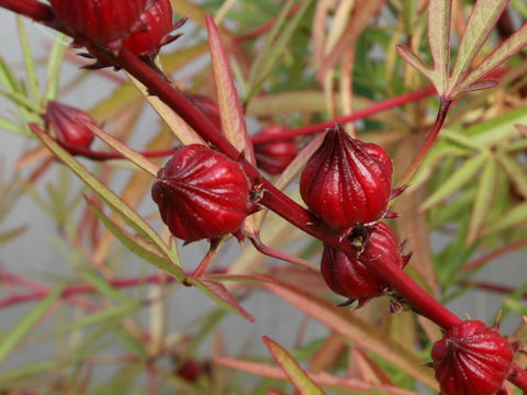 Hibiscus sabdariffa