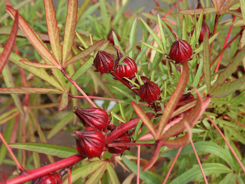 Hibiscus sabdariffa