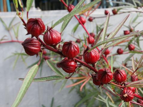 Hibiscus sabdariffa