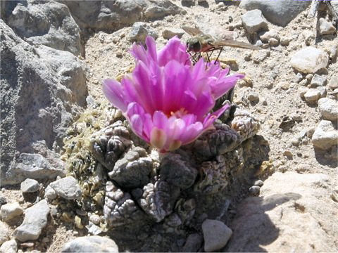 Roseocactus fissuratus