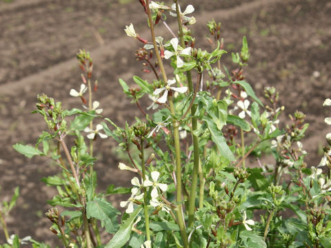 Eruca vesicaria ssp. sativa