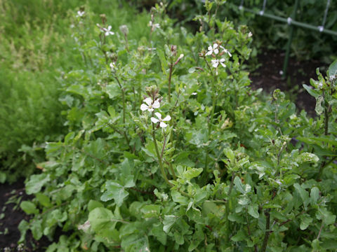 Eruca vesicaria ssp. sativa
