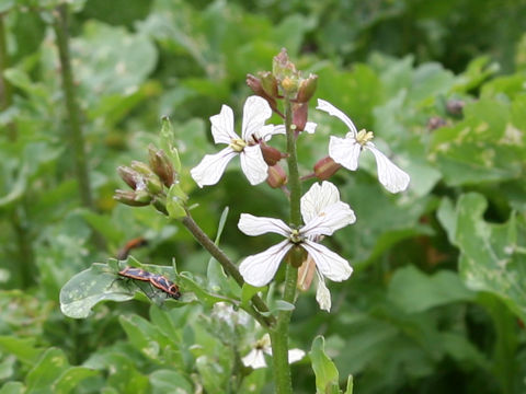 Eruca vesicaria ssp. sativa