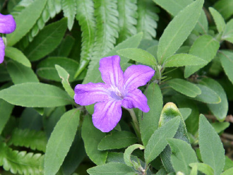Ruellia caroliniensis ssp. ciliosa